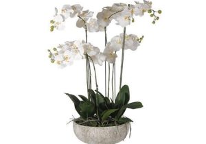 Orchid Flower Display - Large White Orchid Display - Stone Effect Bowl