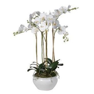 Orchid Flower Display - White Orchids - Cream Ceramic Round Pot
