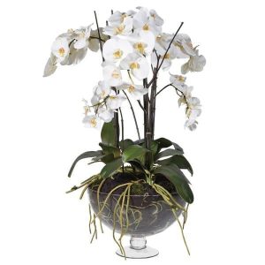 Orchid Flower Display - Large White Orchid Phalaenopsis Plants - Glass Footed Bowl