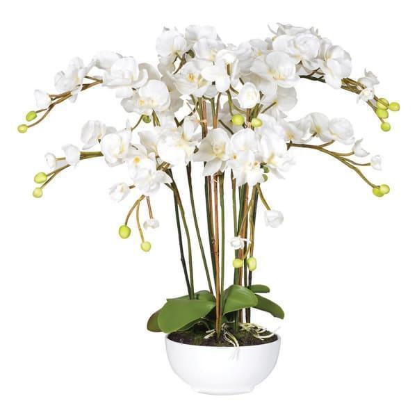 Orchid Flower Display - White Orchid Phalaenopsis Plants- White Bowl