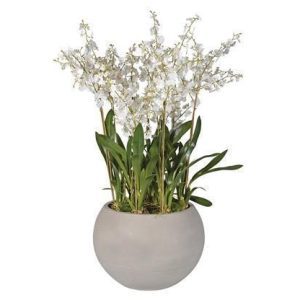 Orchid Flower Display - White Dancing Orchid - Round Grey Planter