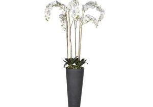 Orchid Flower Display - Tall White Orchid Display - Dark Grey Tall Planter