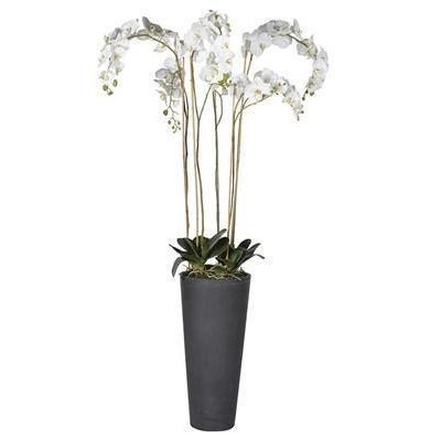 Orchid Flower Display - Tall White Orchid Display - Dark Grey Tall Planter