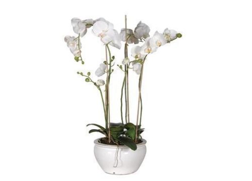 Orchid Flower Display - White Orchid Plants - Cream Glazed Bowl