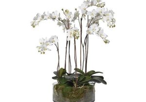 Orchid Flower Display - White Orchids & Moss - Shallow Round Glass Bowl