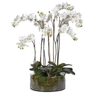 Orchid Flower Display - White Orchids & Moss - Shallow Round Glass Bowl