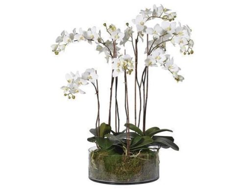 Orchid Flower Display - White Orchids & Moss - Shallow Round Glass Bowl