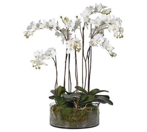 Orchid Flower Display - White Orchids & Moss - Shallow Round Glass Bowl