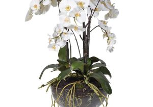 Orchid Flower Display - White Orchids - Glass Footed Bowl