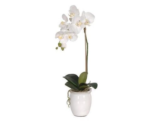 Orchid Flower Display - White Baby Orchid Arrangement - White Glazed Pot