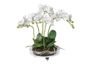 Orchid Flower Display - White Orchid Arrangement - Glass Base