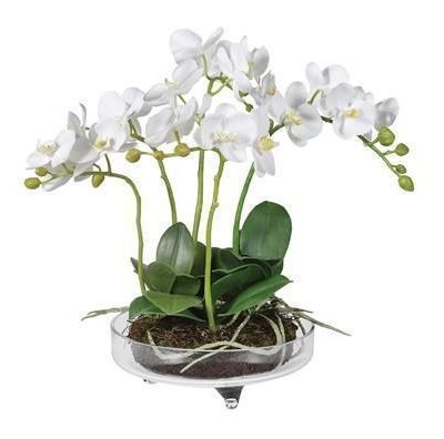 Orchid Flower Display - White Orchid Arrangement - Glass Base