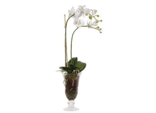 Orchid Flower Display - White Orchid Arrangement - Glass Vase