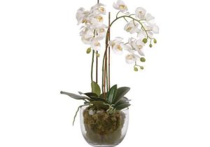 Orchid Flower Display - White Orchid Arrangement - Glass Bowl