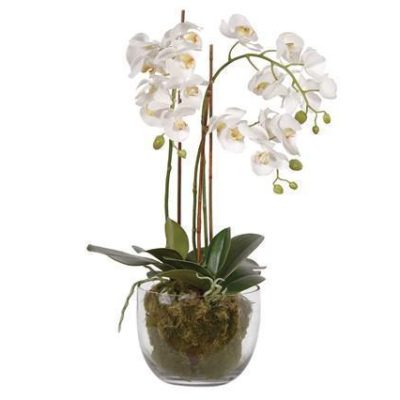 Orchid Flower Display - White Orchid Arrangement - Glass Bowl