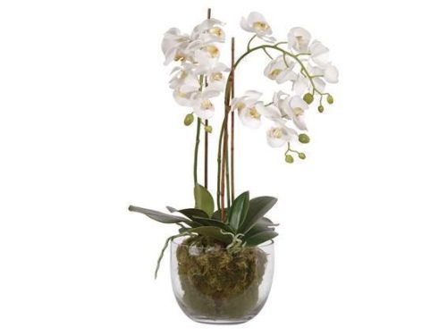 Orchid Flower Display - White Orchid Arrangement - Glass Bowl