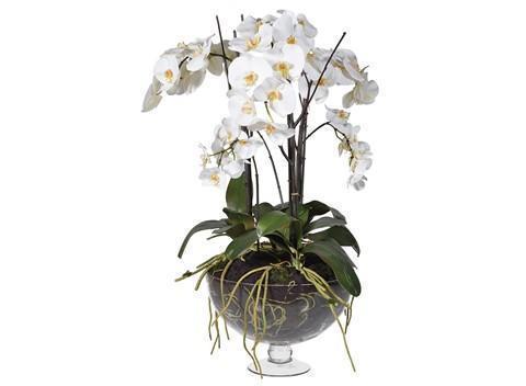 Orchid Flower Display Large White Orchid Plants Glass Footed Bowl