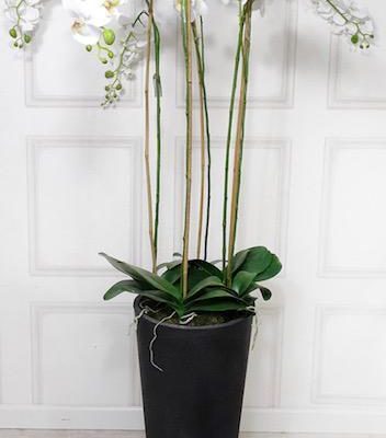 Orchid Flower Display – Tall White Orchid Display – Dark Grey Tall Planter