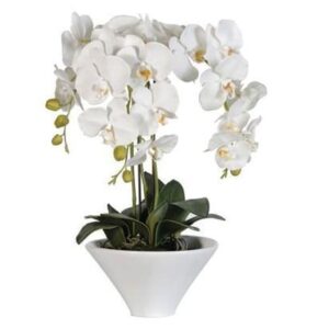 Orchid Flower Display - White Orchids - White Ceramic Pot