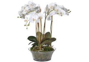 Orchid Flower Display - White Orchids & Moss - Shallow Glass Round Bowl