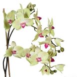 Orchid Flower Display - Lime Green Orchid Plants- Glass Bowl