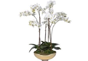 Orchid Flower Display - White Orchid Display - Metallic Gold Glass Pot