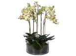 Orchid Flower Display - Lime Green Orchid Plants- Glass Bowl