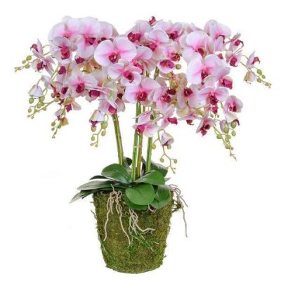 Orchid Flower Display – White Orchids & Moss – Pot Yourself Style