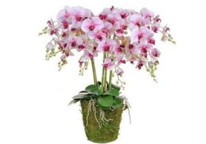 Orchid Flower Display - Pink Orchids & Moss - Pot Yourself Style