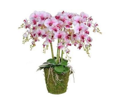 Orchid Flower Display - Pink Orchids & Moss - Pot Yourself Style