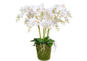 Orchid Flower Display - White Orchids & Moss - Pot Yourself Style