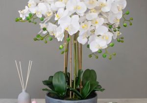 Orchid Flower Display - White Orchids & Moss - Stone Effect Planter
