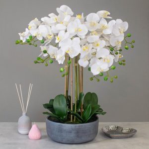 Orchid Flower Display - White Orchids & Moss - Stone Effect Planter