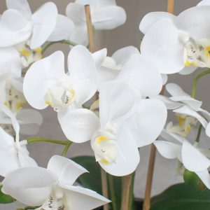 Orchid Flower Display - White Orchids & Moss - Stone Effect Planter