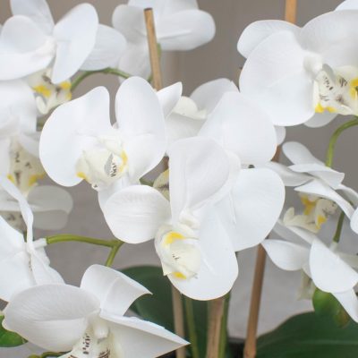 Orchid Flower Display – White Orchids & Moss – Stone Effect Planter – 70cm