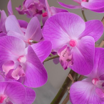 Orchid Flower Display – Pink Orchids & Moss – Stone Effect Planter – 70cm