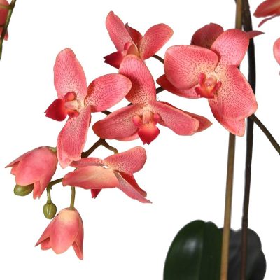 Orchid Flower Display – Dark Pink – Glass Bowl