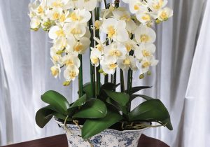 White Orchid Flower Arrangement