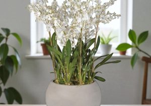 White Orchid Large Flower Display - Round Grey Planter