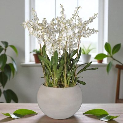 White Orchid Large Flower Display - Round Grey Planter