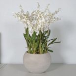 White Orchid Large Flower Display - Round Grey Planter
