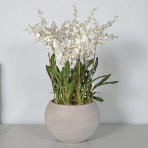 White Orchid Large Flower Display - Round Grey Planter