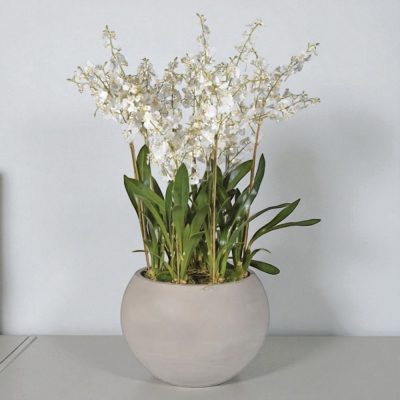 White Orchid Large Flower Display – Round Grey Planter